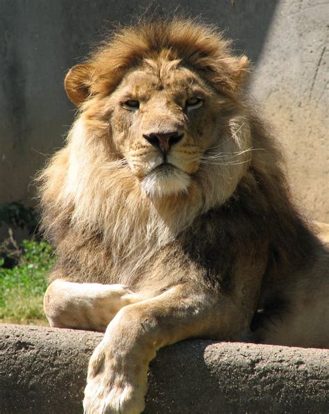 Male Lion Free Photo Download | FreeImages