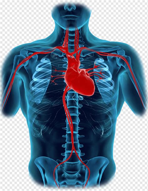 Human Heart Drawing Labeled / Drawing Of The Human Heart Diagram ...