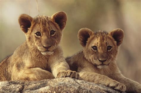 African Lion Cubs Resting On A Rock Photograph by Tim Fitzharris