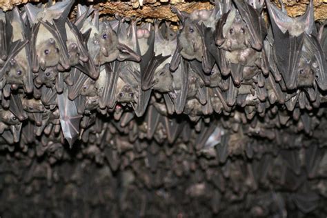 Bat Cave Maramagambo Forest - Queen Elizabeth National Park