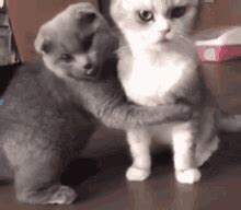 แมวกอดกัน GIF - Cat Hugs Cat Hugging Cat แมวกอดแมว - Discover & Share GIFs