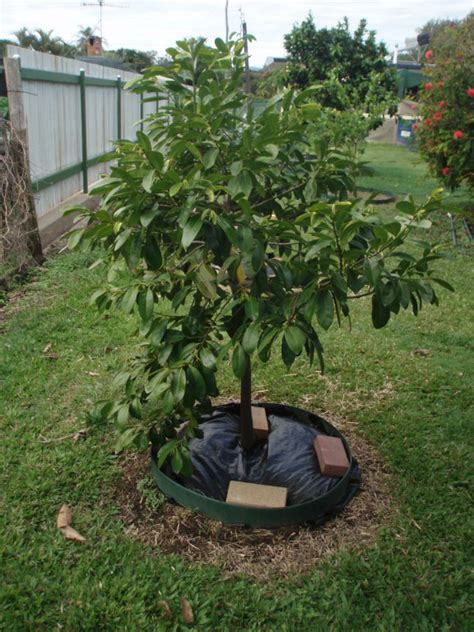 Matt Snow Black Sapote Tree