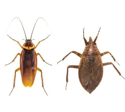 Exactly How to Tell if You’re Dealing With a Cockroach Vs. Water Bug ...