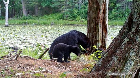 Black Bears Eating Insects: Foraging Sign & Behavior - Winterberry Wildlife