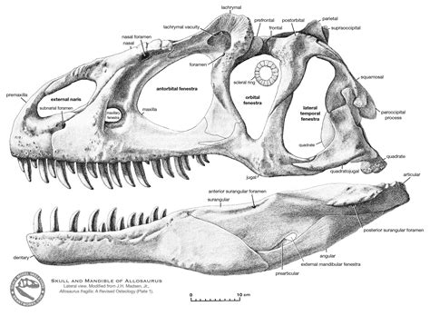 BrantWorks: Allosaurus skull