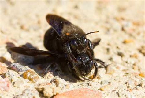 Violet Carpenter Bee - Xylocopa violacea - Life cycle, photos, video