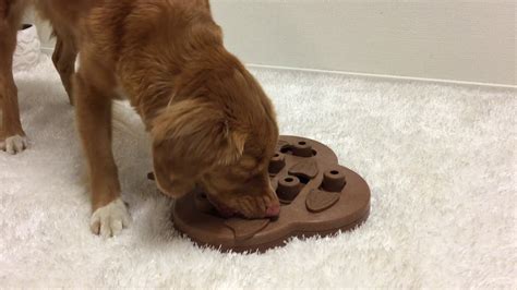 The 10 Best Puzzle Toys That Actually Help Bored Dogs | The Dog People ...