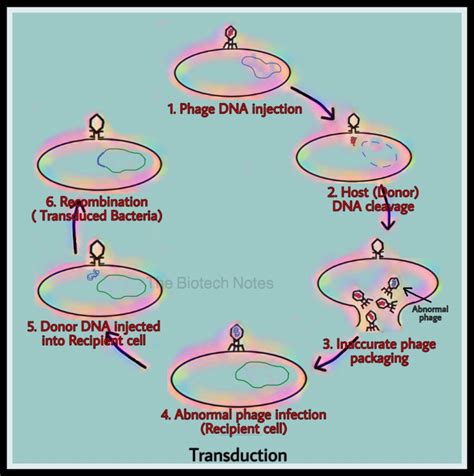 Transduction.. – The Biotech Notes