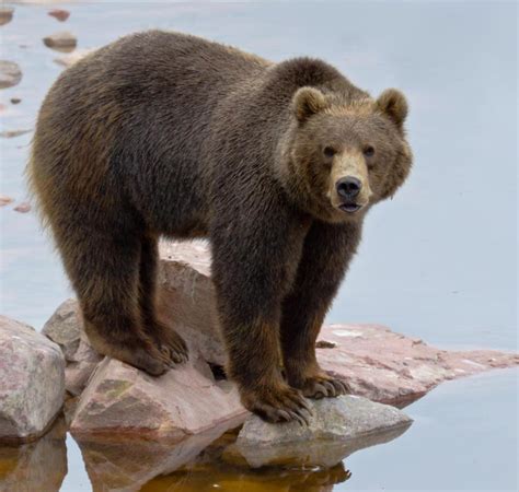 What Is a Kodiak Bear? (with picture)