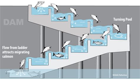 FISH LADDER WITH FISH | Ladder, Types of fish, Fish