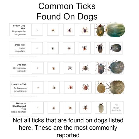 What Do Ticks Look Like A Dog Health Guide | Images and Photos finder