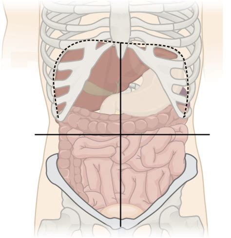 ABDOMINAL QUADRANTS CLASS SET, 22-23 Diagram | Quizlet