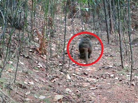 Tasmanian tiger sightings: Adelaide photographer ‘very close’ to ...