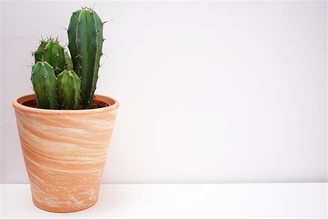 Cactus In Brown Vase · Free Stock Photo