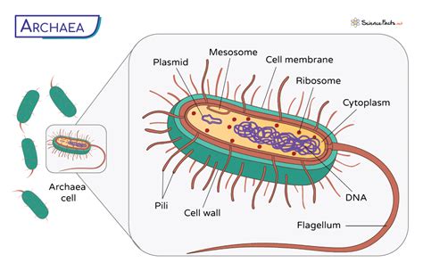 Archaea Domain Kingdom Archaebacteria