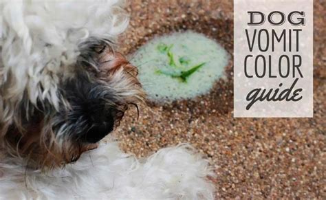 Dog Vomit Color Guide: What Does Your Dog's Vomit Says About Their Health?