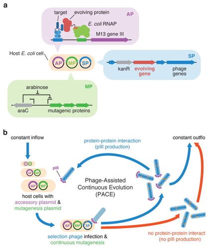 CRISPR technologies Flashcards | Quizlet