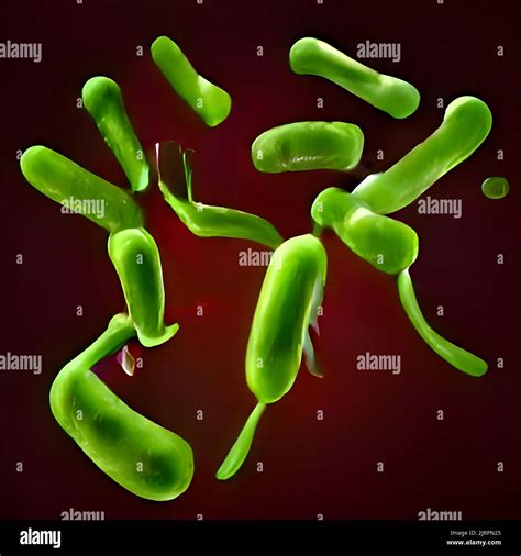 Escherichia Coli (E. Coli.) cells or bacteria under microscope Stock ...