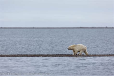 Polar Bear, Alaska | Photos by Ron Niebrugge