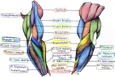 Acquire Anatomy Muscles Arm Free Images - Www