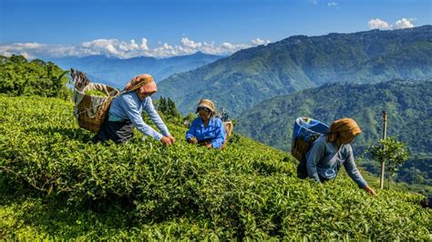 Tea Gardens of Darjeeling | Ocean6 Holidays