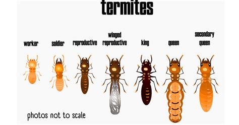 Bathroom Bugs Identification - 15 Bugs You'll See in a Bathroom