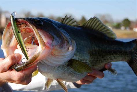 Fishing For Bass In Fast Current - what makes a good fishing