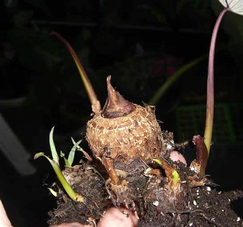 Colocasia Propagation - Hardy Tropicals UK