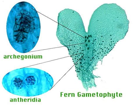 fern, gametophyte w/antheridia and archegonia (w.m.) | Plant Diversity ...