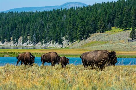 Bison on the Move, Yellowstone National Park, Wyoming [OC] [6000x4000 ...