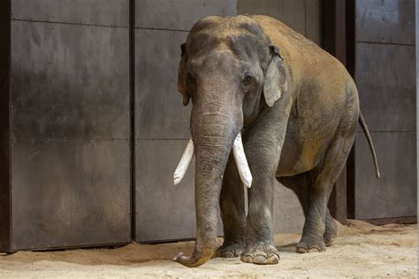 Meet Spike: National Zoo’s Asian elephant makes his debut (video ...