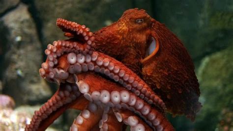 Giant Pacific Octopus Facts, Habitat, Diet, Life Cycle, Baby, Pictures