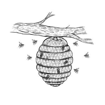 Bee Honeycomb Drawing