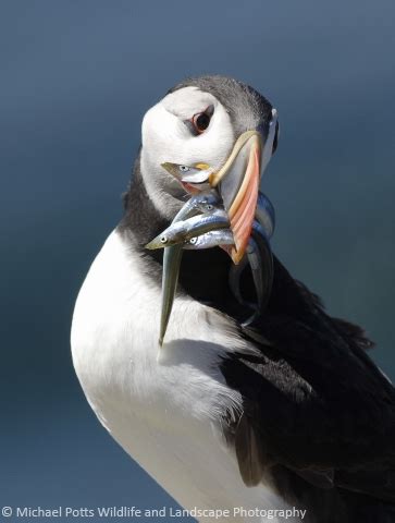 Puffin with Sand Eels | Gallery | Michael Potts Wildlife and Landscape ...