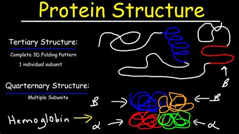 Example of Tertiary Structure of Protein - Angela Scott