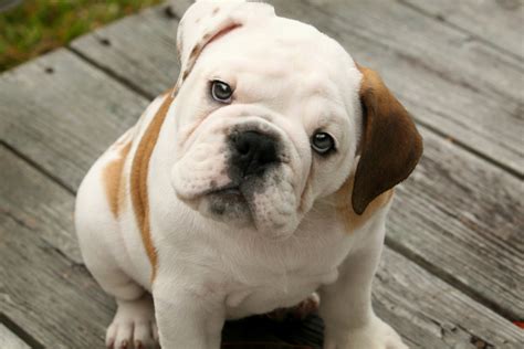 Cute Puppy Dogs: cute english bulldog puppies