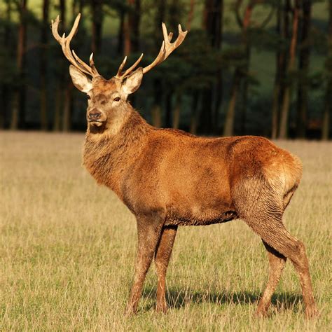 Red Deer Stag- Scotland | Animais