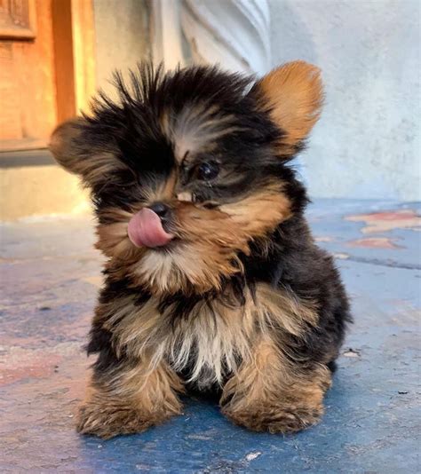 Yorkshire Terrier Puppies For Sale | New York, NY #316048