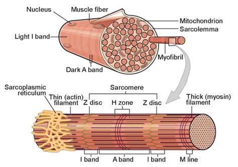 SKELETAL MUSCLE PHYSIOLOGY - STRUCTURE & TYPES OF MUSCLE FIBERS - www ...