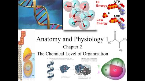 Anatomy Levels Of Organization - Anatomy Reading Source