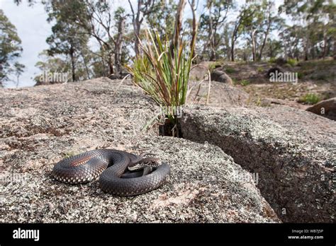 Australian Highlands Copperhead snake in habitat Stock Photo - Alamy