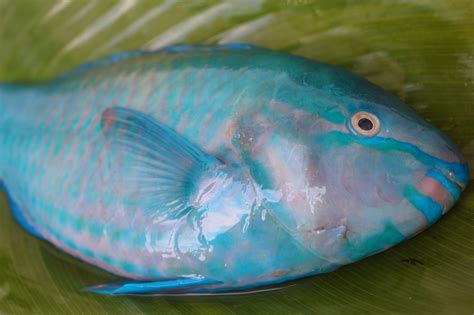 Parrot fish also known as Loro fish from food of The Philippines