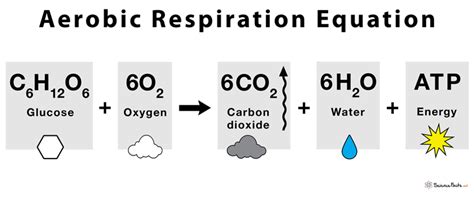 Balanced Symbol Equation For Aerobic Respiration - Tessshebaylo