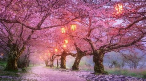 #iwakuni #japan cherry blossom #april #spring #nature #blossom #path # ...