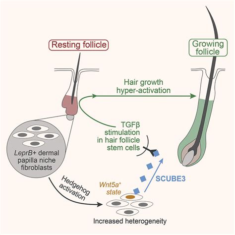 Newly-Discovered Signaling Molecule Stimulates Hair Multiplication and ...