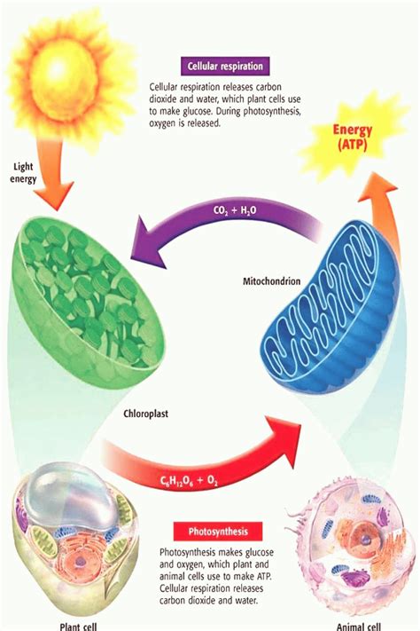 Do Plants And Animals Both Use Cellular Respiration Explain