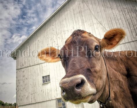 Jersey Cow Dairy Farm Photo Pennsylvania Milk White Barn Moo | Etsy