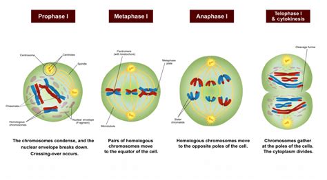 5.12 Sexual Reproduction, Meiosis, and Gametogenesis – Human Biology