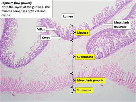 Small Intestine Histology Labeled – NBKomputer