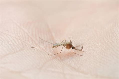 Mosquito Sucking Blood on Human Skin. Stock Image - Image of insect ...